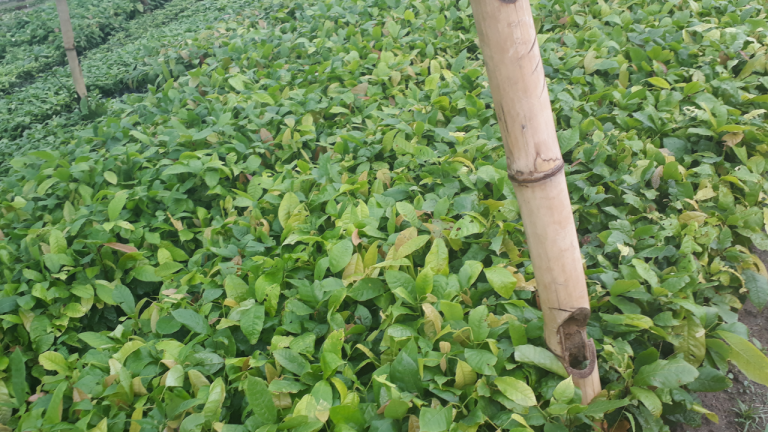 Climate change campaigning